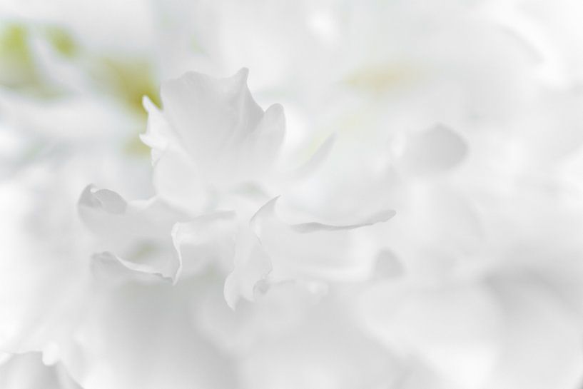 Paeony flower by Kati van Helden