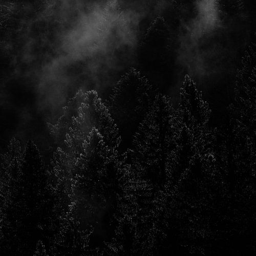 Verlichte dennenboomsilhouetten in de mist