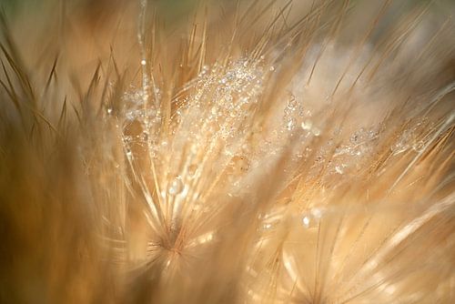 Drops celebrate the morning.