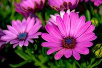 Paarse bloem close-up