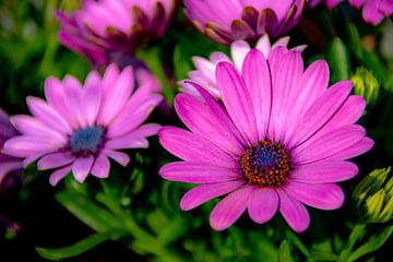 Paarse bloem close-up van Remon Evenhuis