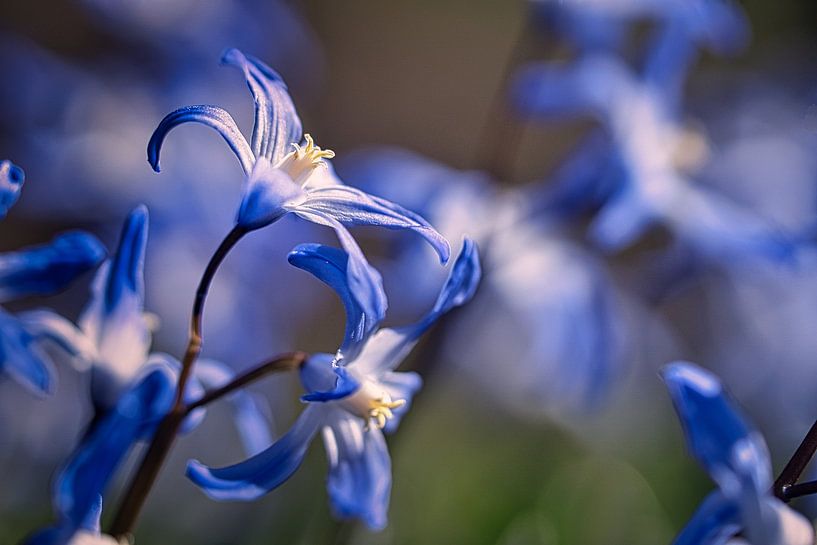 blue blossoms of the bluestar. Early bloomer by Martin Köbsch