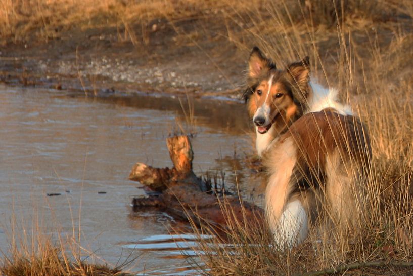 schotse collie by Nicole Wetzels