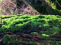 Groene Mos