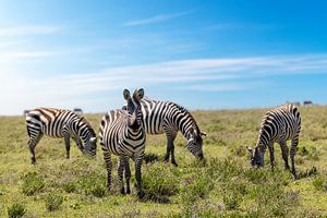 Zebras in der Serengeti