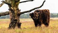 Schottischer Highlander 9