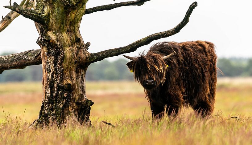 Scottish Highlander 9 by Jan Peter Nagel