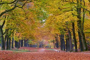 Automne dans la forêt