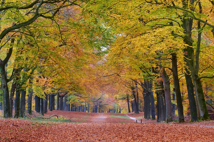 Herbst im Wald von Ad Jekel