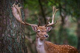 Wir sehen uns trotzdem.... von Ted Boots