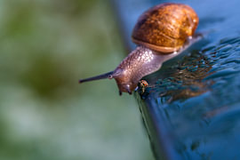 Escargot en exploration