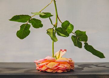 Roos in de nazomer van Hannie Kassenaar