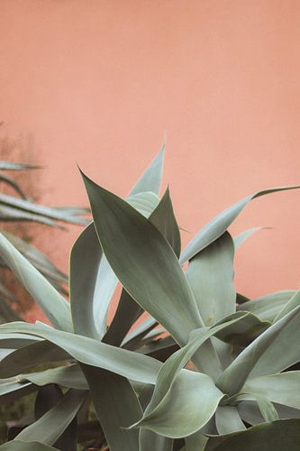 Botanische Studie 09