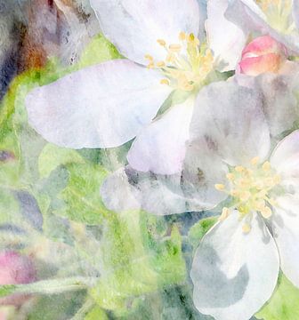 Apfelblüten von Kay Weber