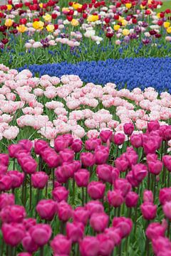 Flowerfield in Keukenhof, the Netherlands