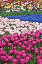 Flowerfield in Keukenhof, the Netherlands von Tamara Witjes Miniaturansicht