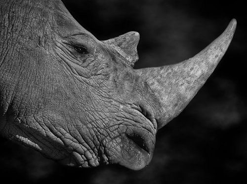De neushoorn