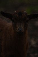 Geitje uit de dierenweide
