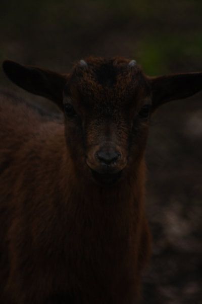 Geitje uit de dierenweide van North Scape