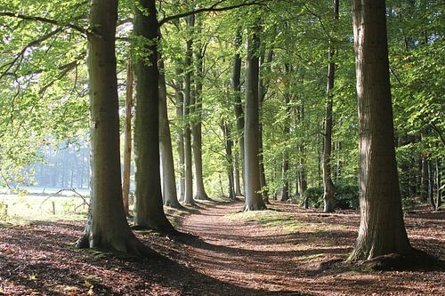 Forest woodpath  wood
