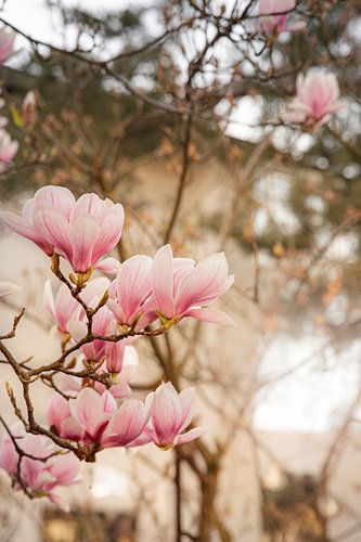 Rosa Magnolienblüten | Fine Art Botanische Fotografie | Frühlings-Blumen Wandkunst | Natur Print