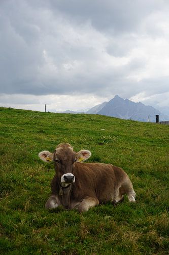 Koe op de Patscherkofel bij Innsbruck, Tirol (Oostenrijk)