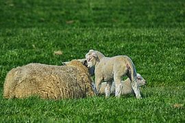 Whispering lamb by FotoGraaGHanneke