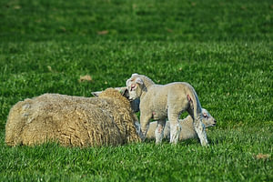 Flüsterndes Lamm