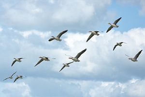 Graylag gooses in flight