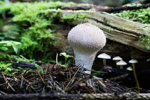 Mushroom