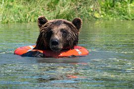 Braunbär Serie 1 von Shirley Douwstra