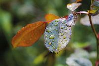 Dewdrops on leaf