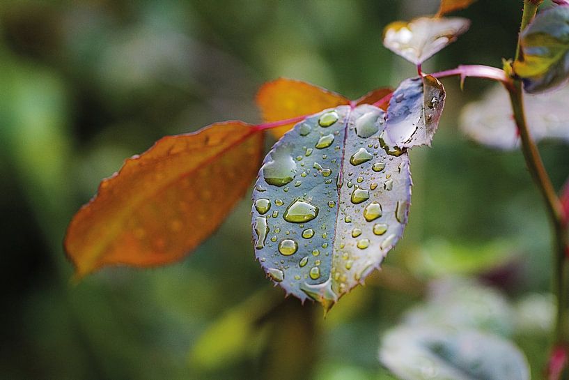 Dewdrops on leaf by SuparDisign