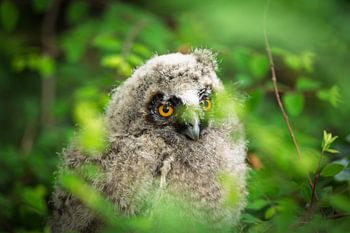 Long-eared owl