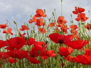 Coquelicots