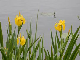 Yellow Iris on the waterfront