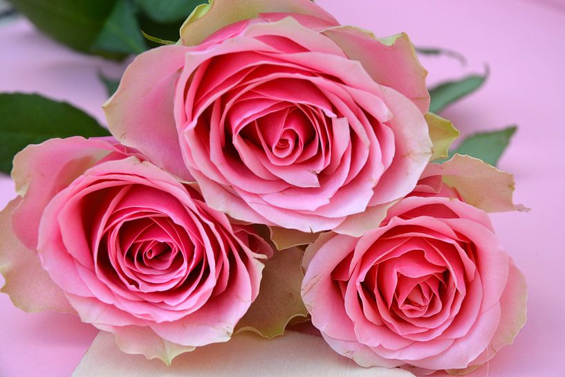 Close-up of three pink roses by Trinet Uzun