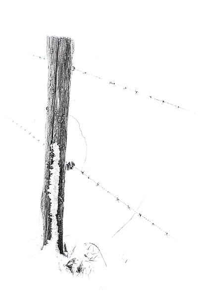 meadow pole in black and white by Guido Rooseleer