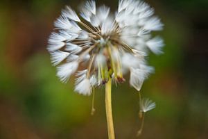 Dandelion Puffball with Falling Parachutes