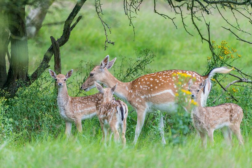 Damhertenfamilie by Adriaan Westra