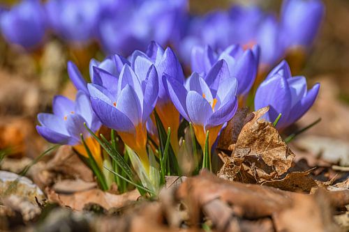 CROCUS DANS LE PARC