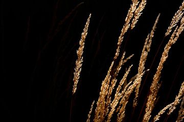 Grassen in de avond van Thomas Jäger
