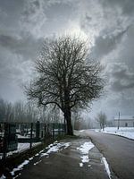 The old pear tree