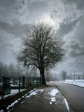 De oude perenboom van TNJ