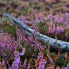 Branche usée par les intempéries dans la bruyère de la lande de Bussumer - AI sur Marianne Eggink - Photographie et l'art digitale