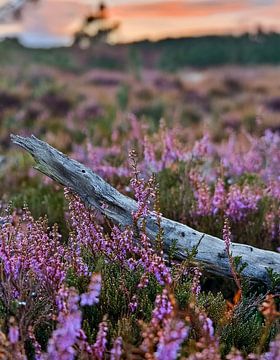 Verweerde tak tussen de heide op de Bussumerheide - AI van Marianne Eggink - Fotografie en digitale kunst