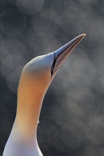 Jan-van-genten Helgoland Eiland Duitsland