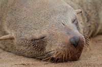 Harbour seal