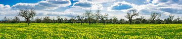 Mooi panoramalandschap van weide met gele bloemen van Alex Winter