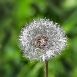 A dandelion that has finished flowering, ready for the wind.